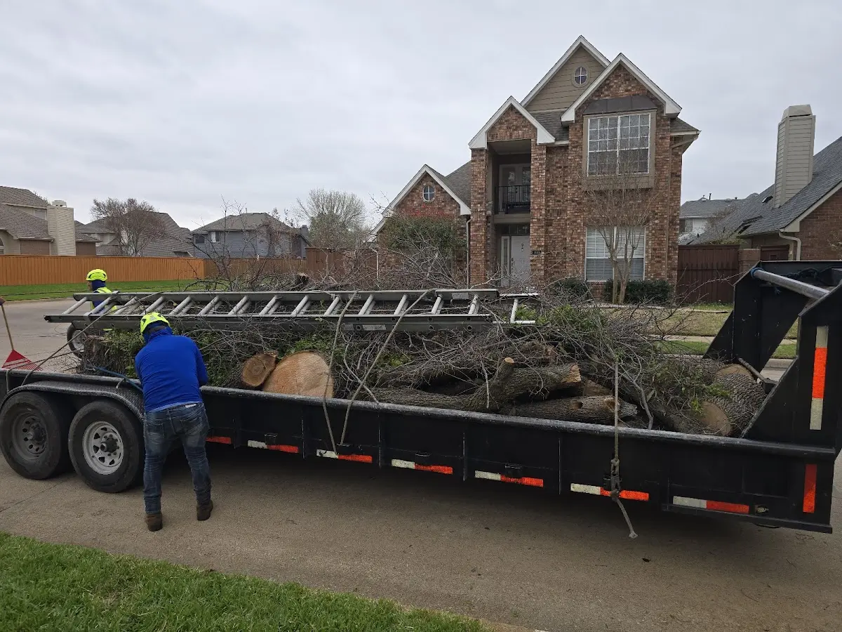 Expert Tree Removal with proper safety equipment in Harris